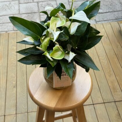 Cam Yuvarlak Vazoda Suda Beyaz Antoryum