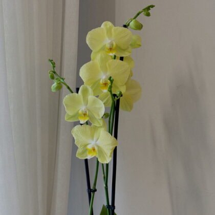 Sarı Çift Dallı Orkide
