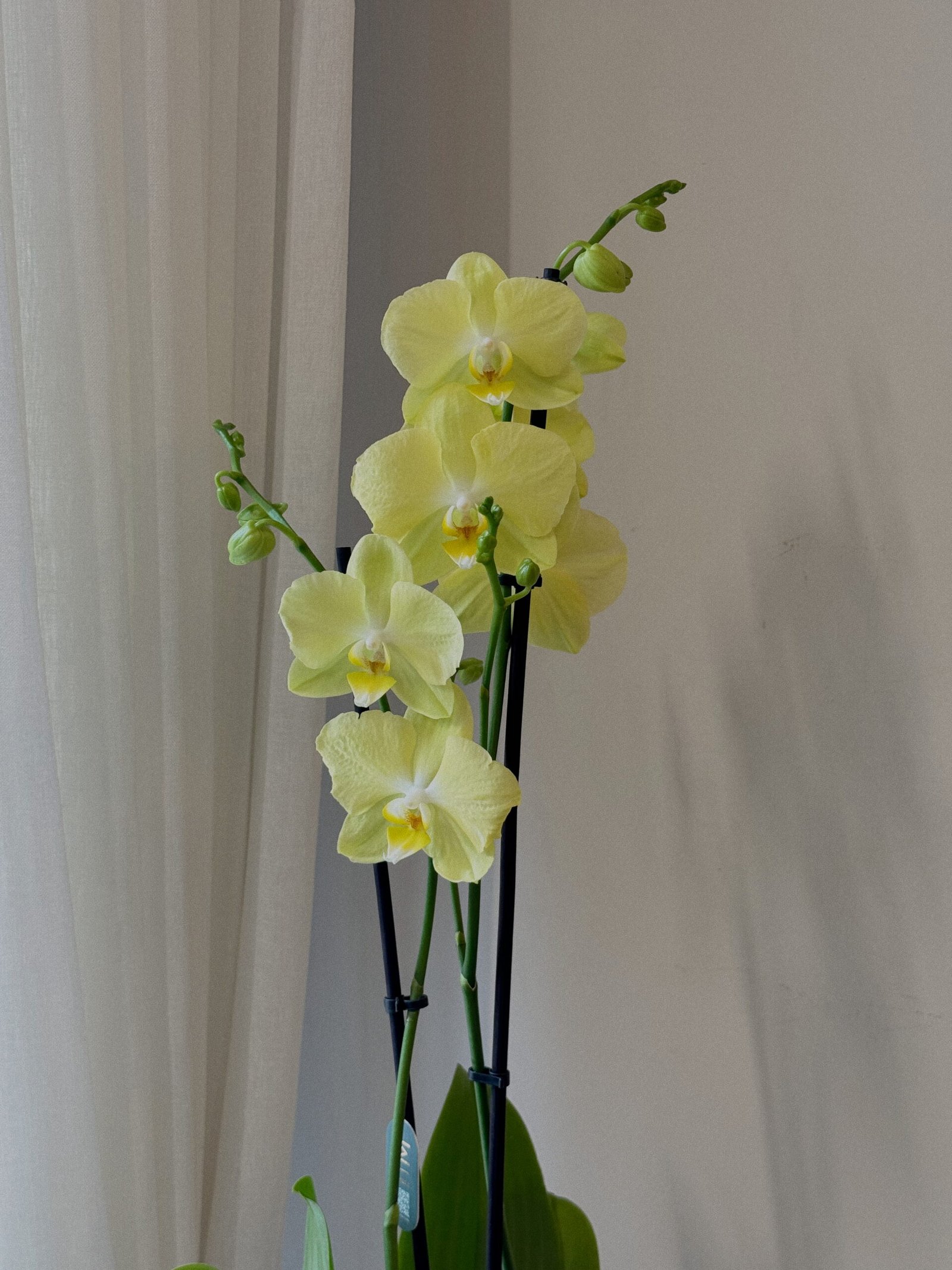 Sarı Çift Dallı Orkide