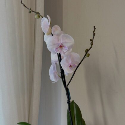 Pembe Tek Dallı Orkide