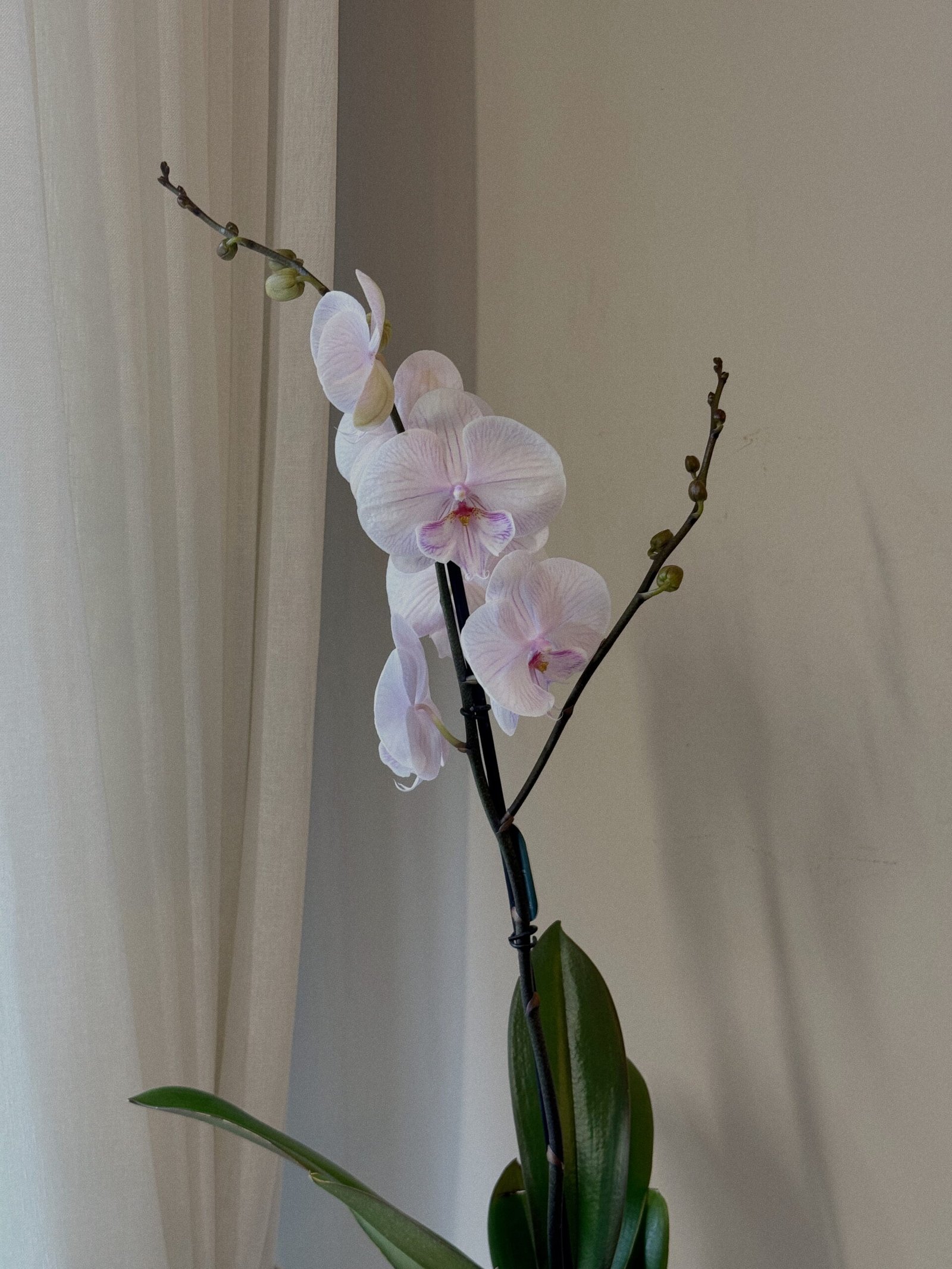 Pembe Tek Dallı Orkide