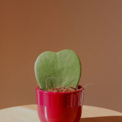 Kırmızı Saksıda Küçük Hoya Kerri