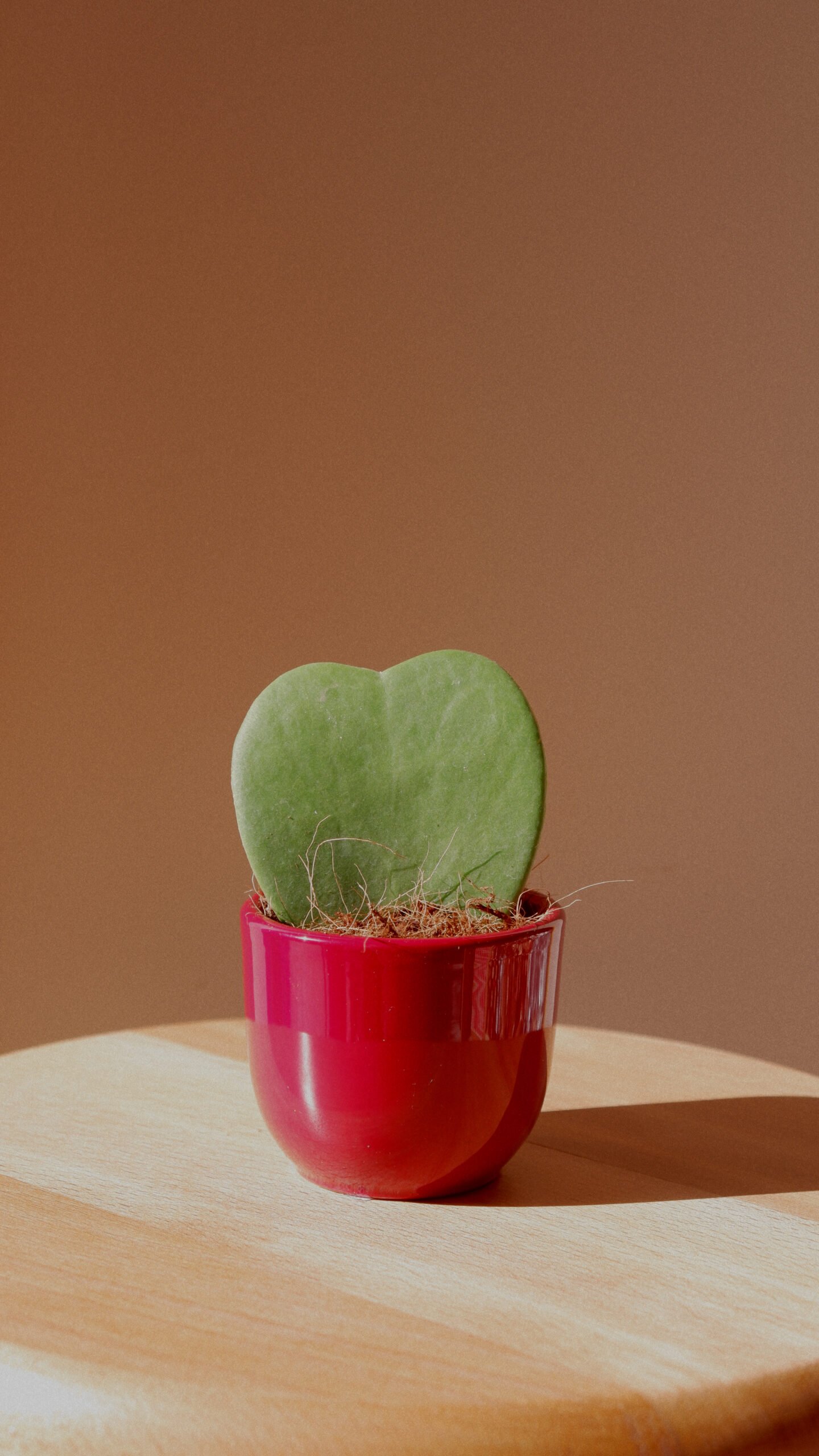 Kırmızı Saksıda Küçük Hoya Kerri