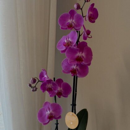 Mor Çift Dallı Orkide