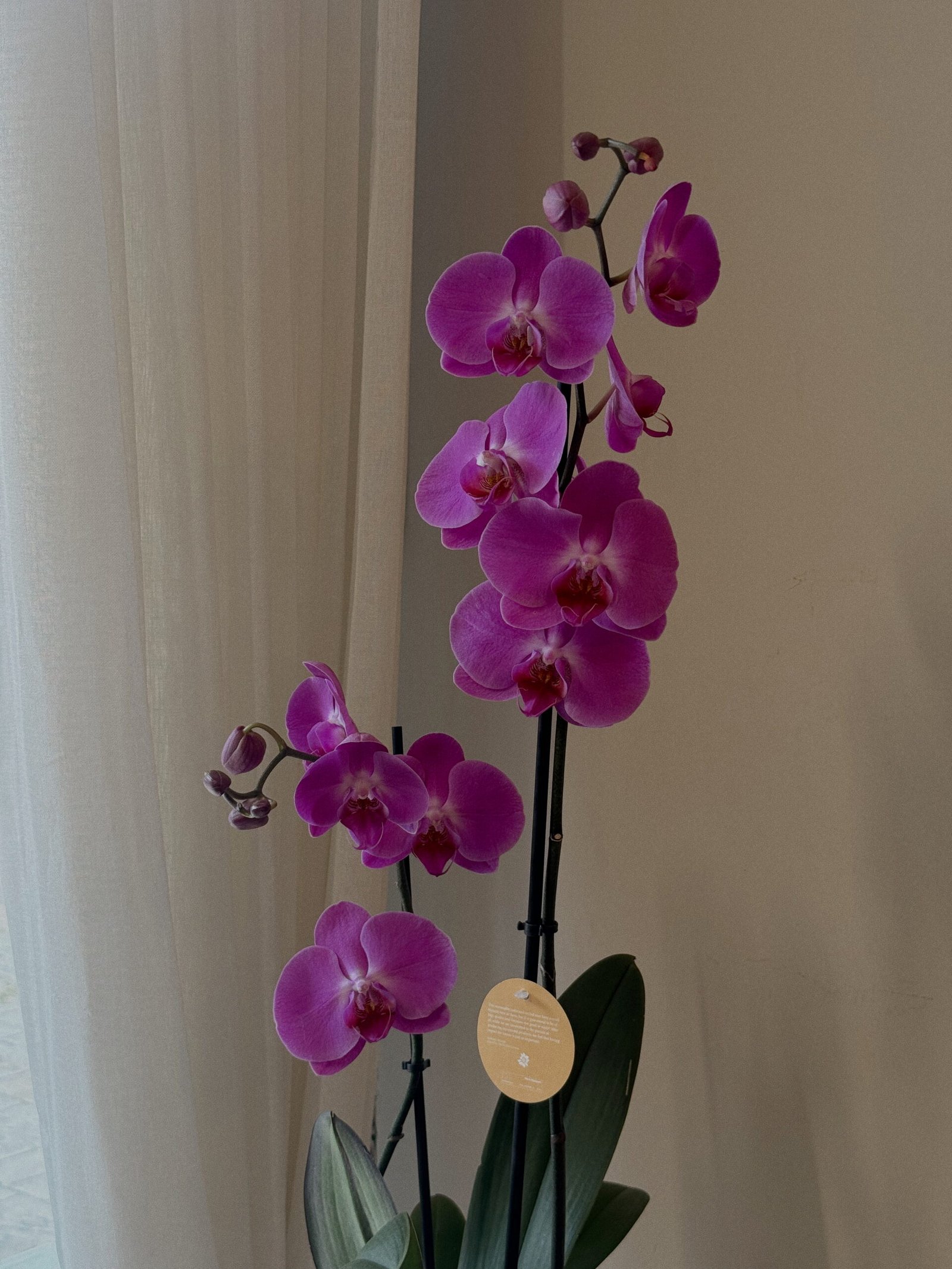 Mor Çift Dallı Orkide